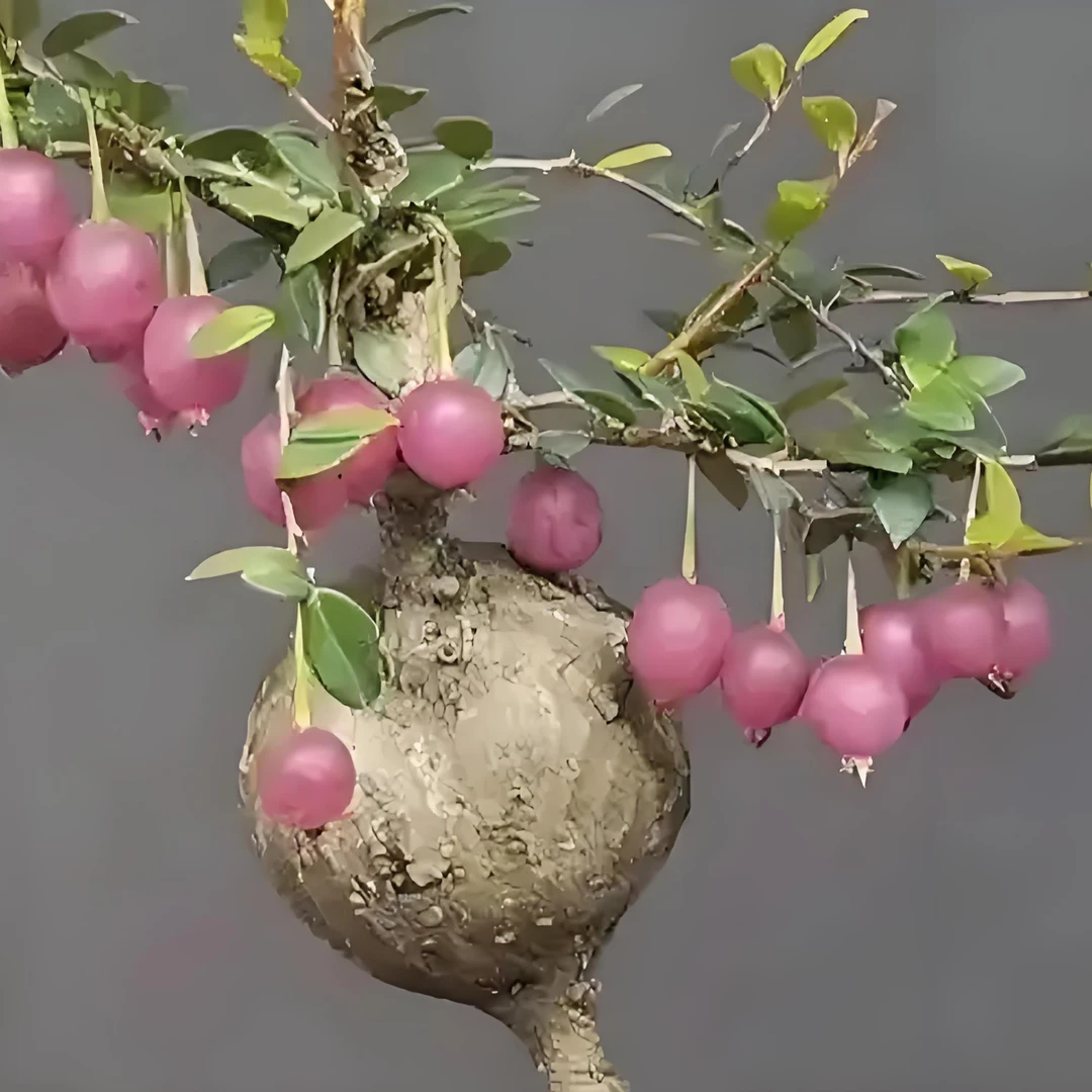 小叶五翅梅绿植可开花结果的红花米叶品种