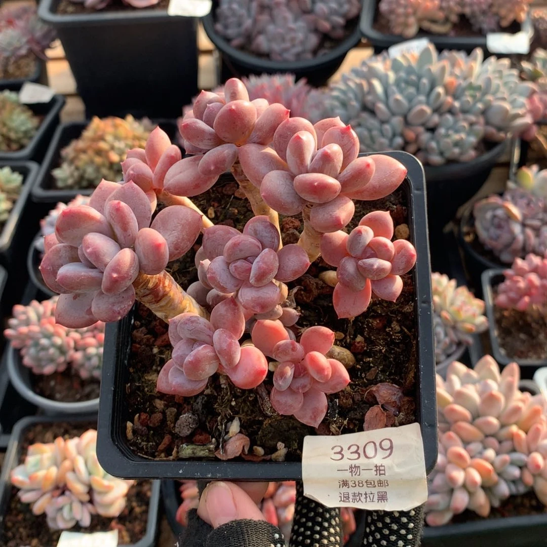 11厘米九头欧洲美人3309