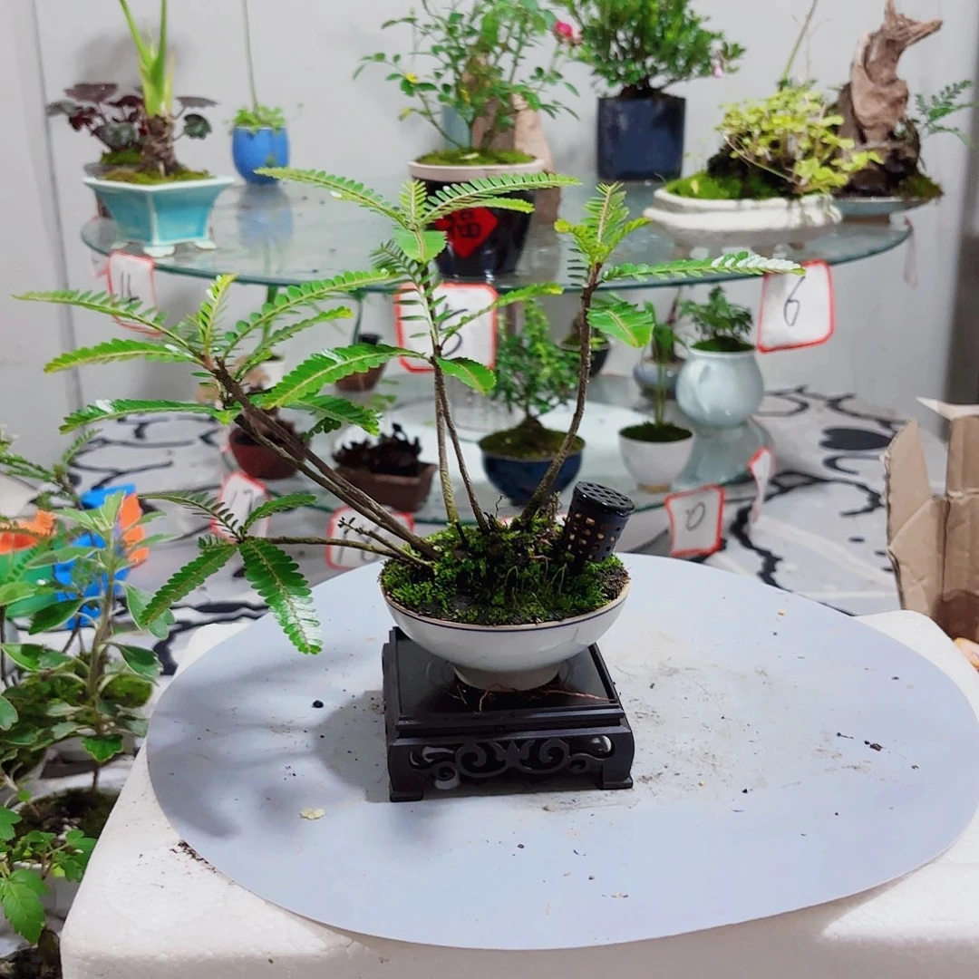 小**学一物一拍所见即所得281
