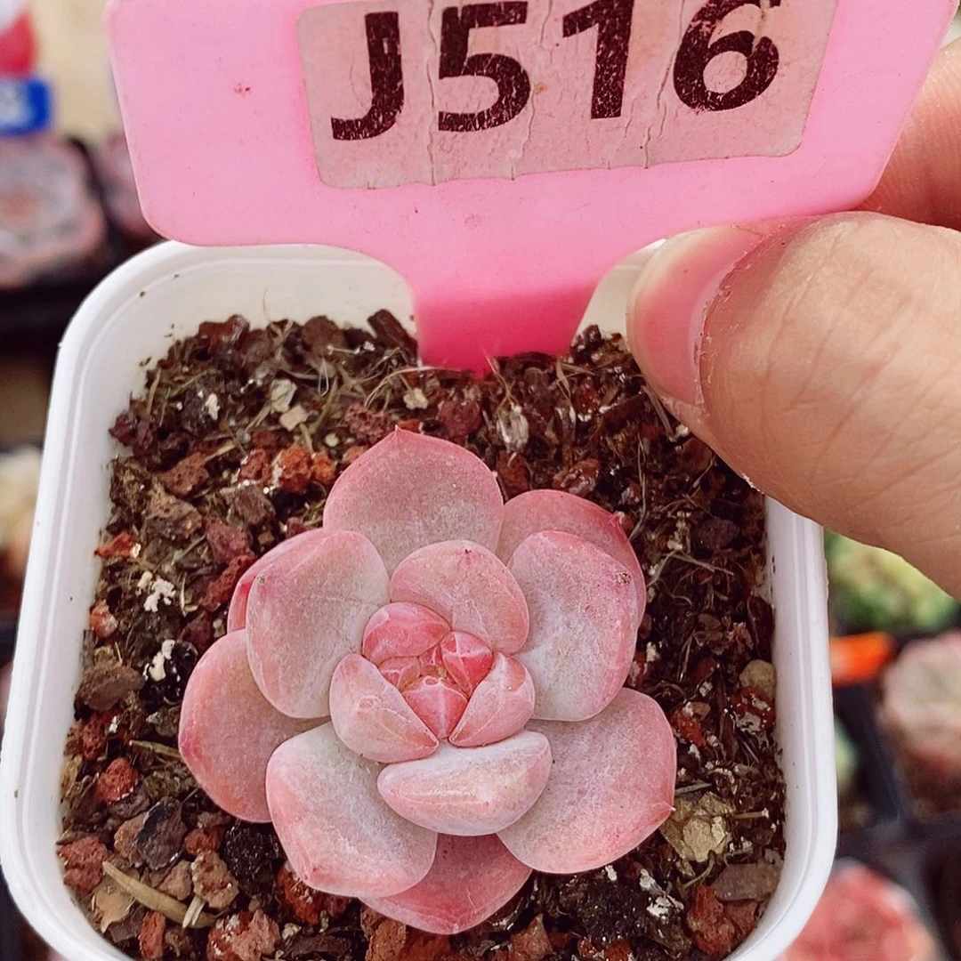 粉魄4cm左右多肉植物