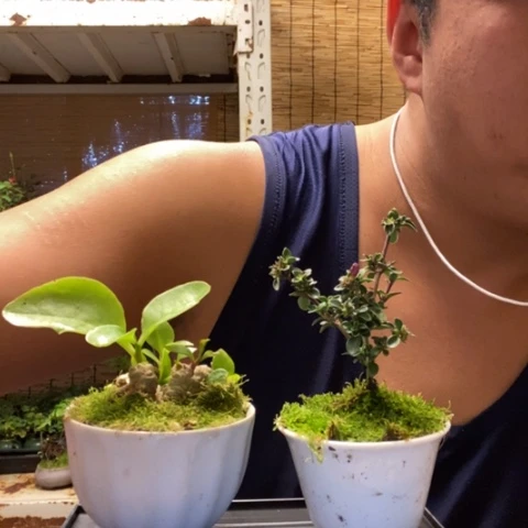 红陶一***开一物一拍所见即所得154