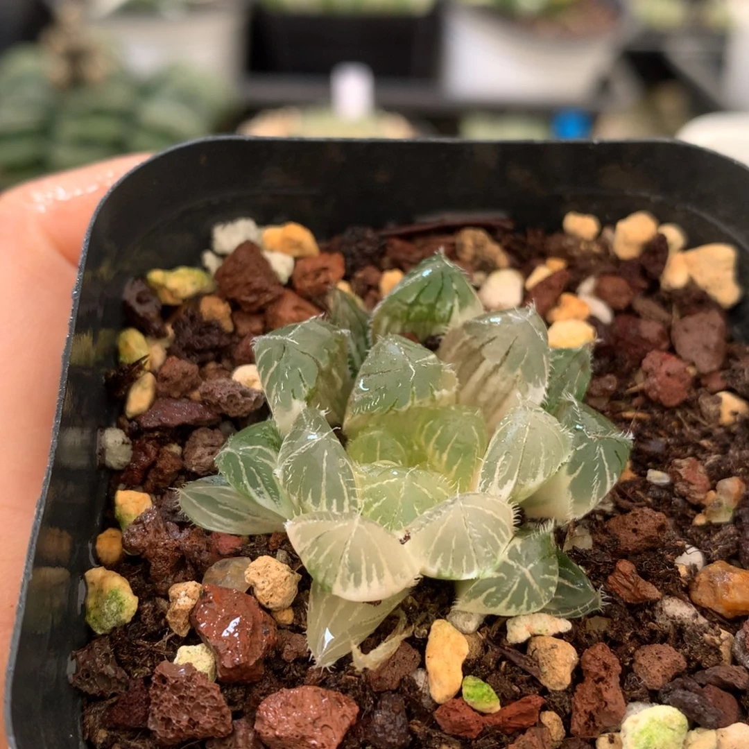 白赤线玉露锦，带盆发货