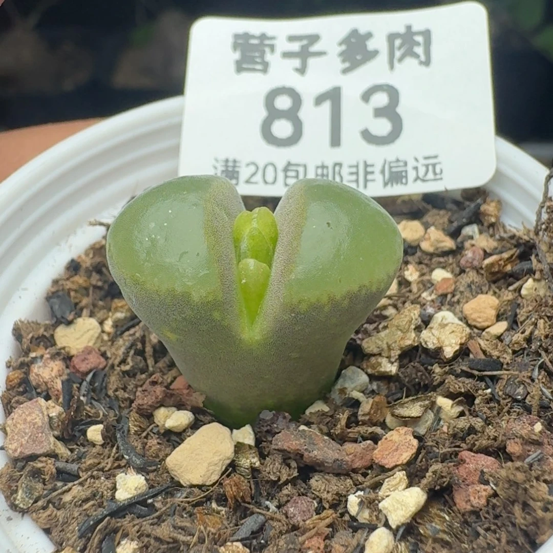 带盆土。