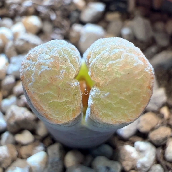 741。 优选抹茶蛋糕。  八八折后价