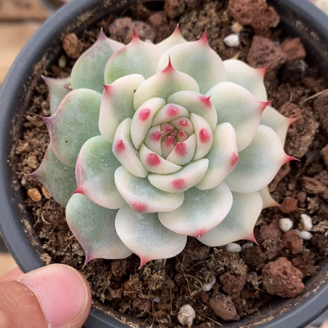 吉娃娃锦多肉植物A2739