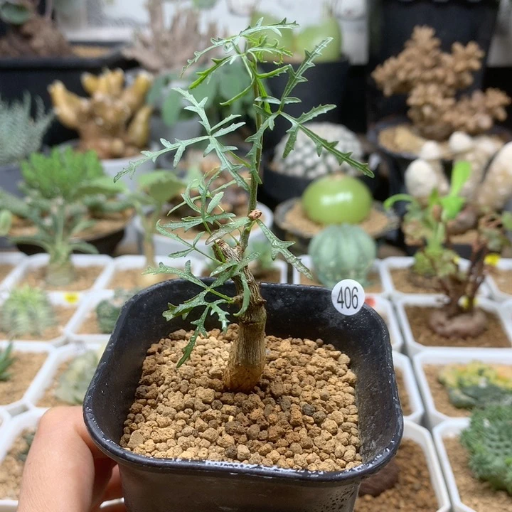 飞羽橄榄实生带盆406