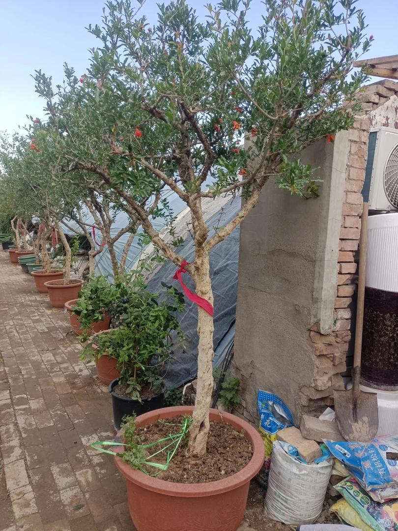 软籽石榴树特大带土球老桩适合庭院种植的果树苗