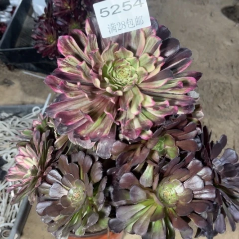 威****娘紫陌多肉多肉5252