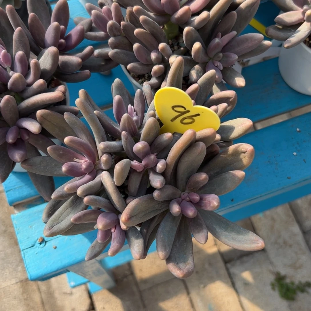 搬****婷多肉植物一个一物拍