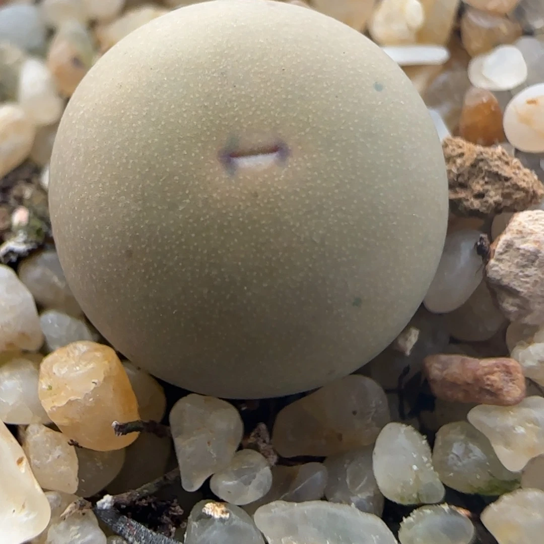 2.4号多肉V嘴21号