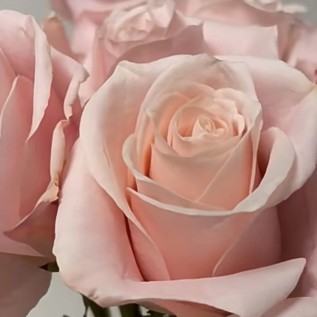 新品切花玫瑰 麦当娜 四季大花阳台庭院花园花卉植物