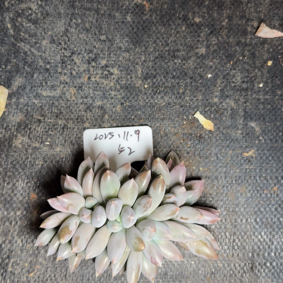 一物一拍11-14彩胖体哥特缀化52