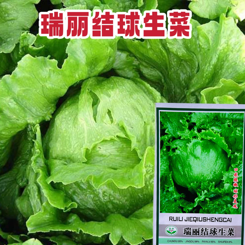 结球生菜种籽花边生菜种子包心生菜鲜食盆栽菜园四季蔬菜种子