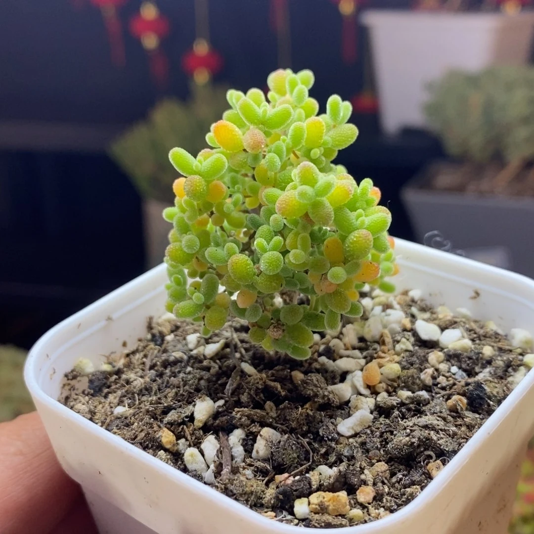 62号蜜橘糖球枝干多肉