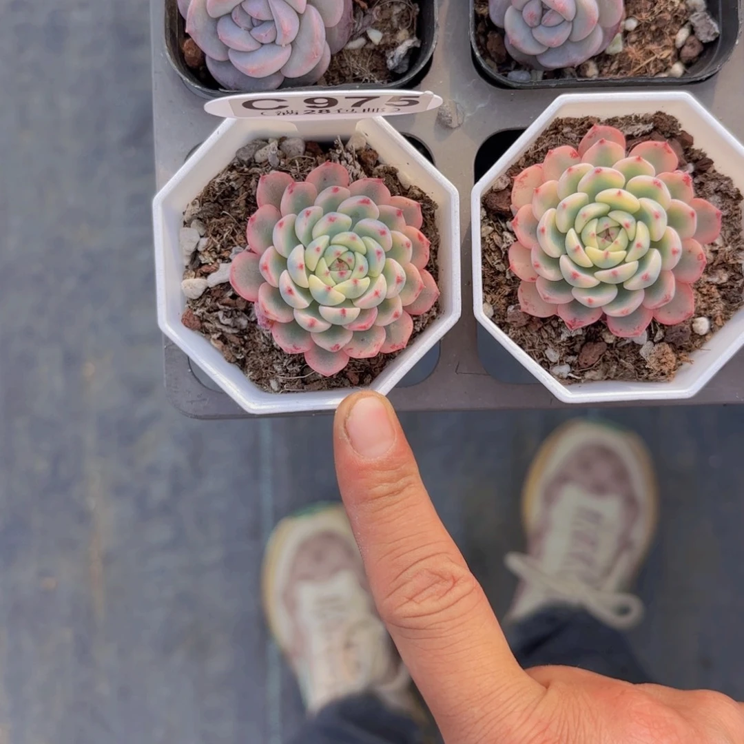 C975姬莲锦yieuyupaiq