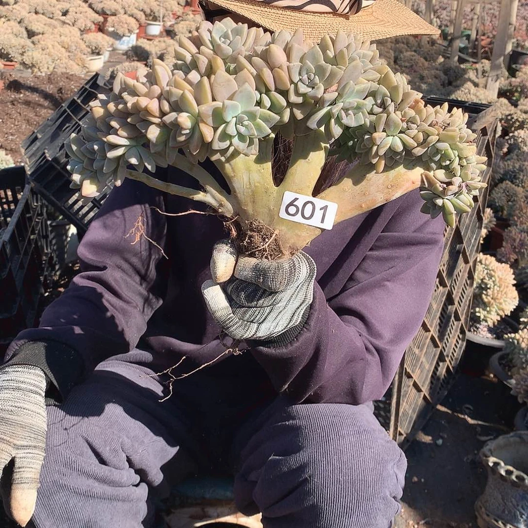 601 淡雪缀 一物一拍