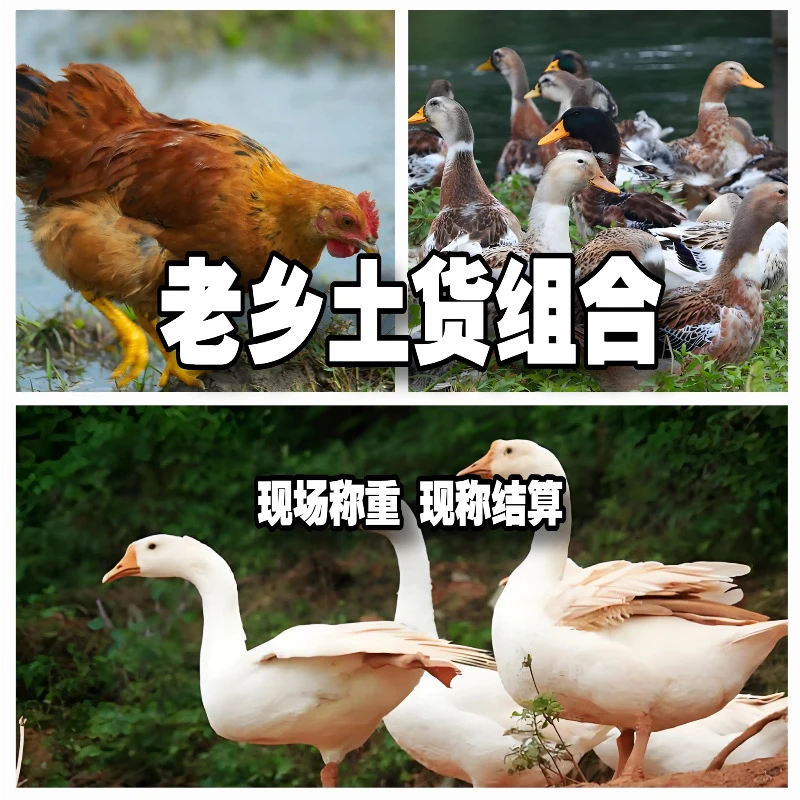 农家土鸡土鸭土鹅 新鲜现杀