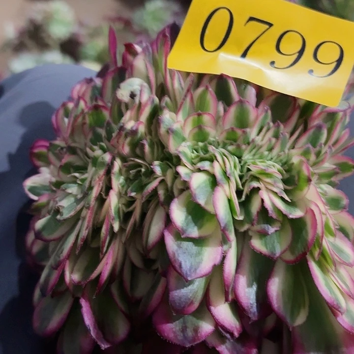 多肉植物荔枝缀0799