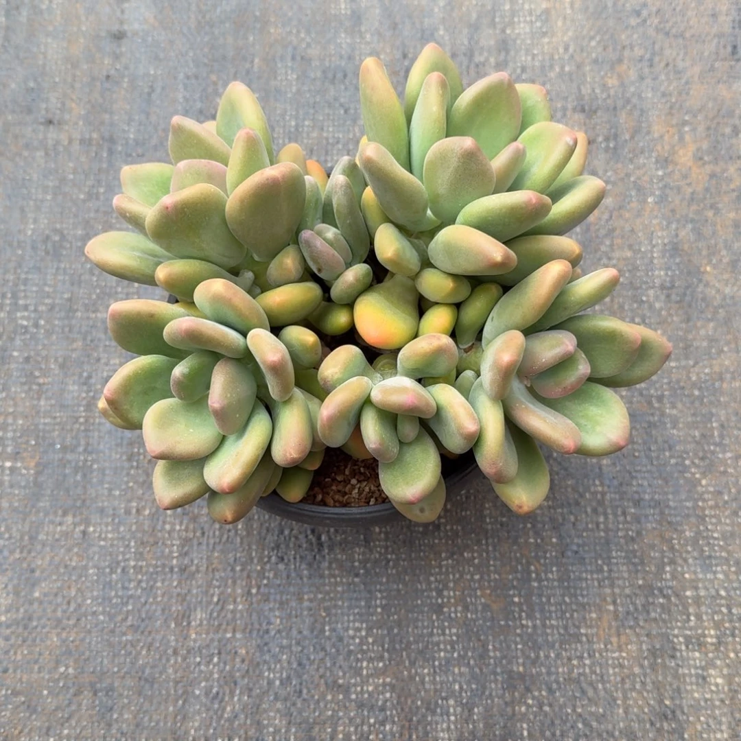 盛***荷芒果奶锦上园艺一物一拍