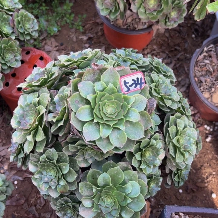 万圣节多肉植物5-34