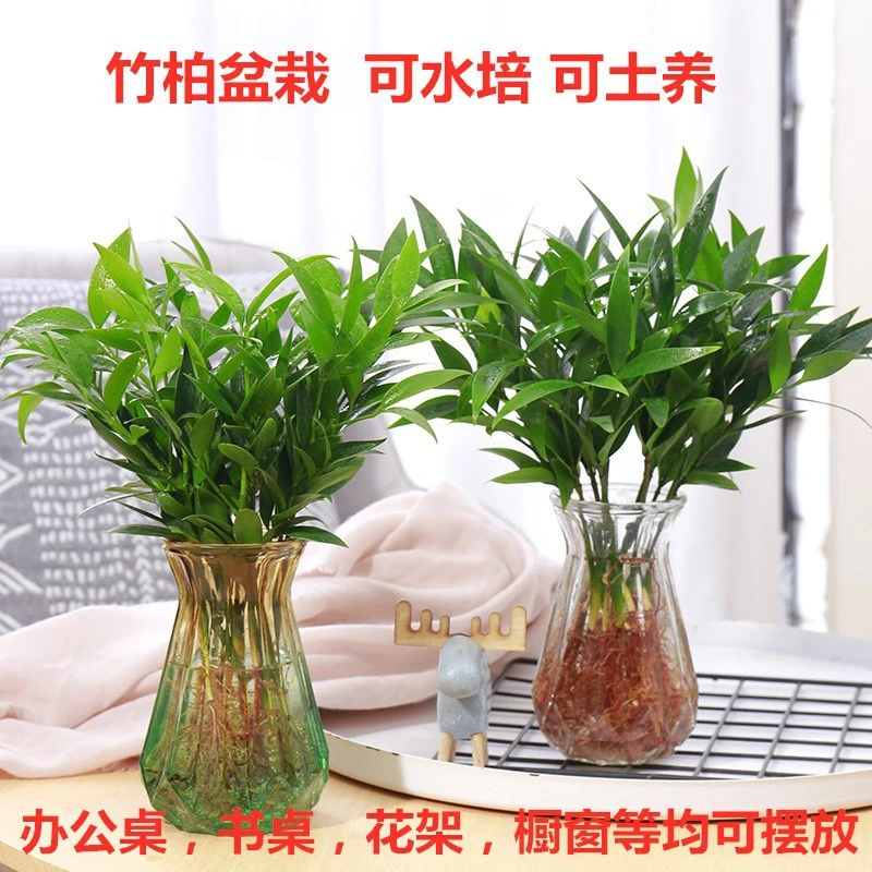 10棵包邮 盆栽水培新宠驱蚊竹柏室内客厅桌面绿植盆栽