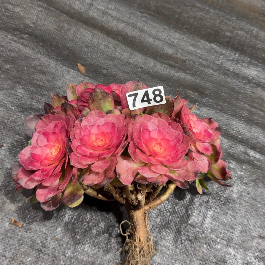 748多肉植物荔枝多肉