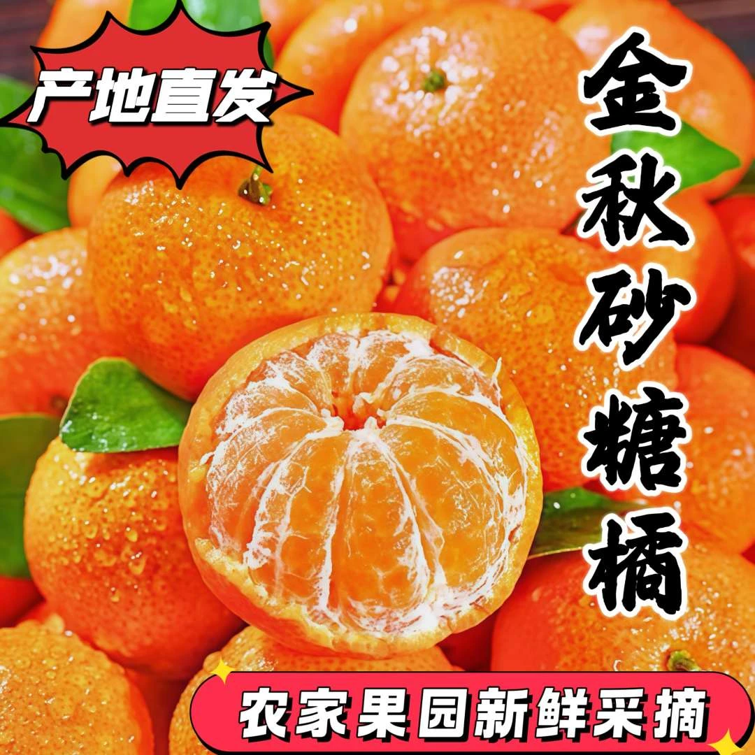 正宗金秋砂糖橘 新鲜水果当季无籽小沙糖桔  J 1