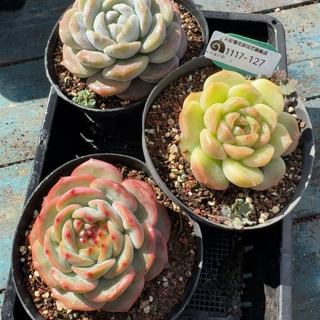 从前慢多肉精选编号1117.127