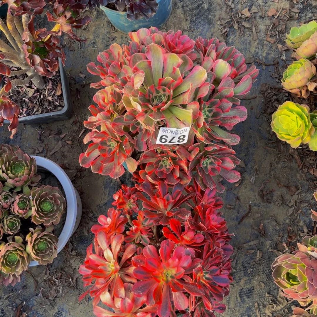 两颗法师朵朵1-15