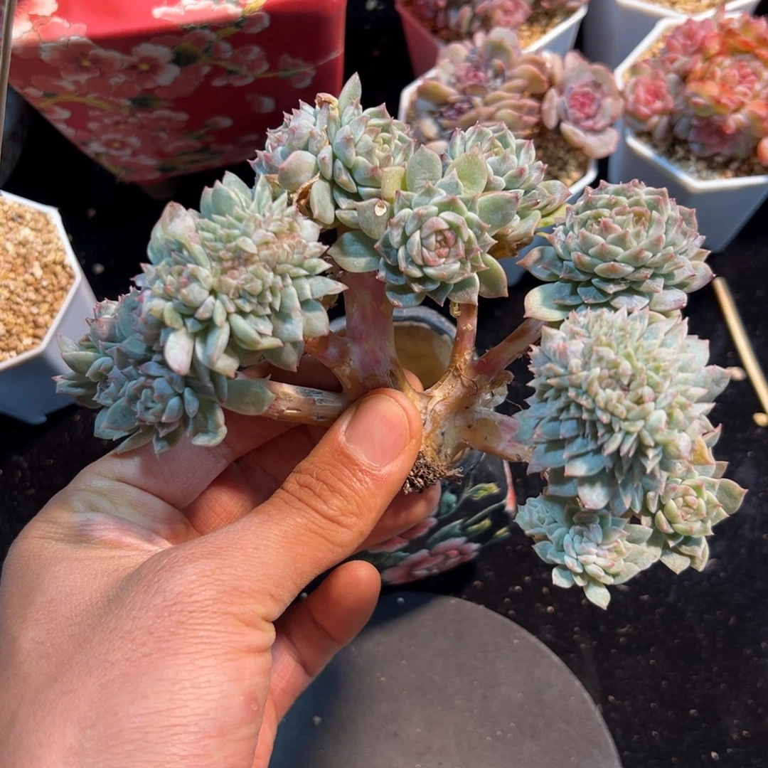 新年快乐 新年快乐