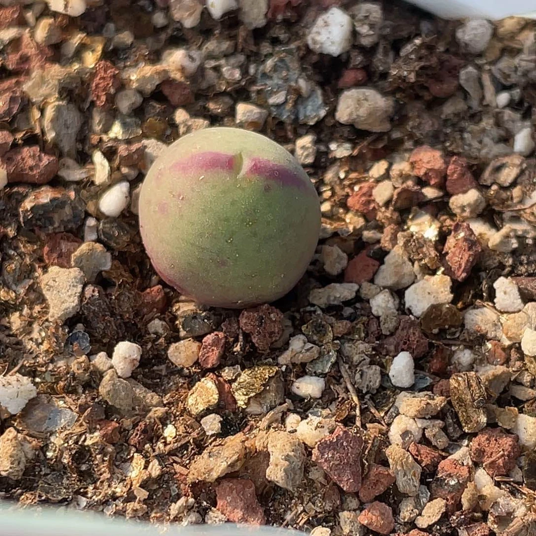 28-100肉锥ssg比卡丘肉锥