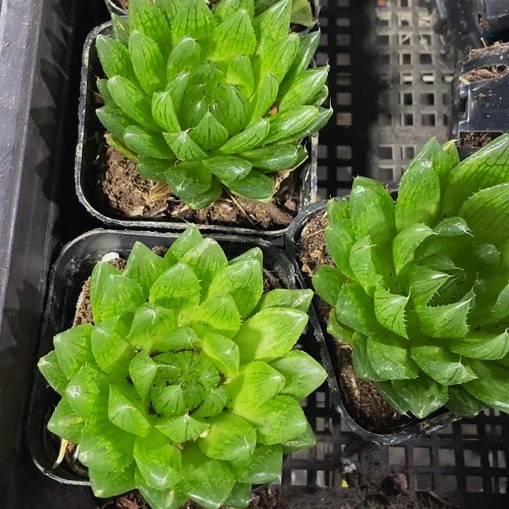硬水晶玉露带盆土发