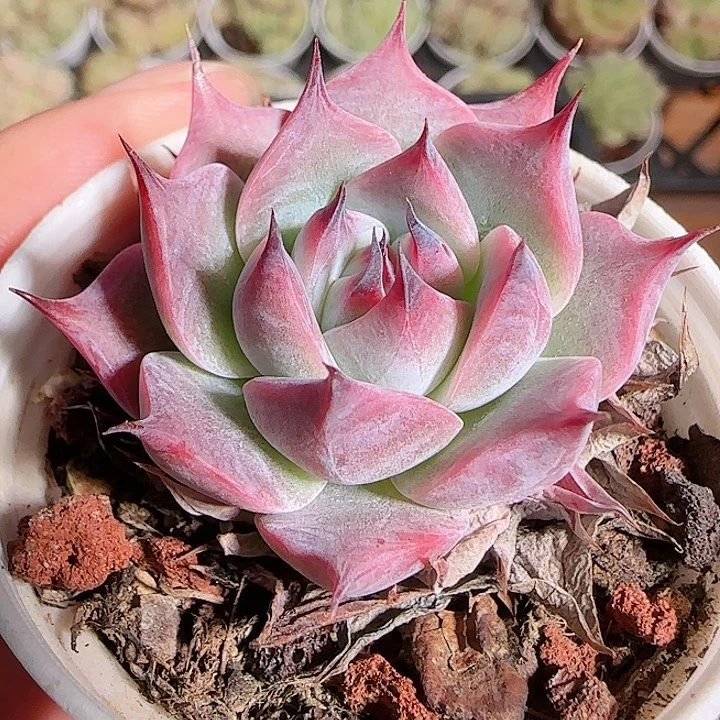 1115------54黑爪