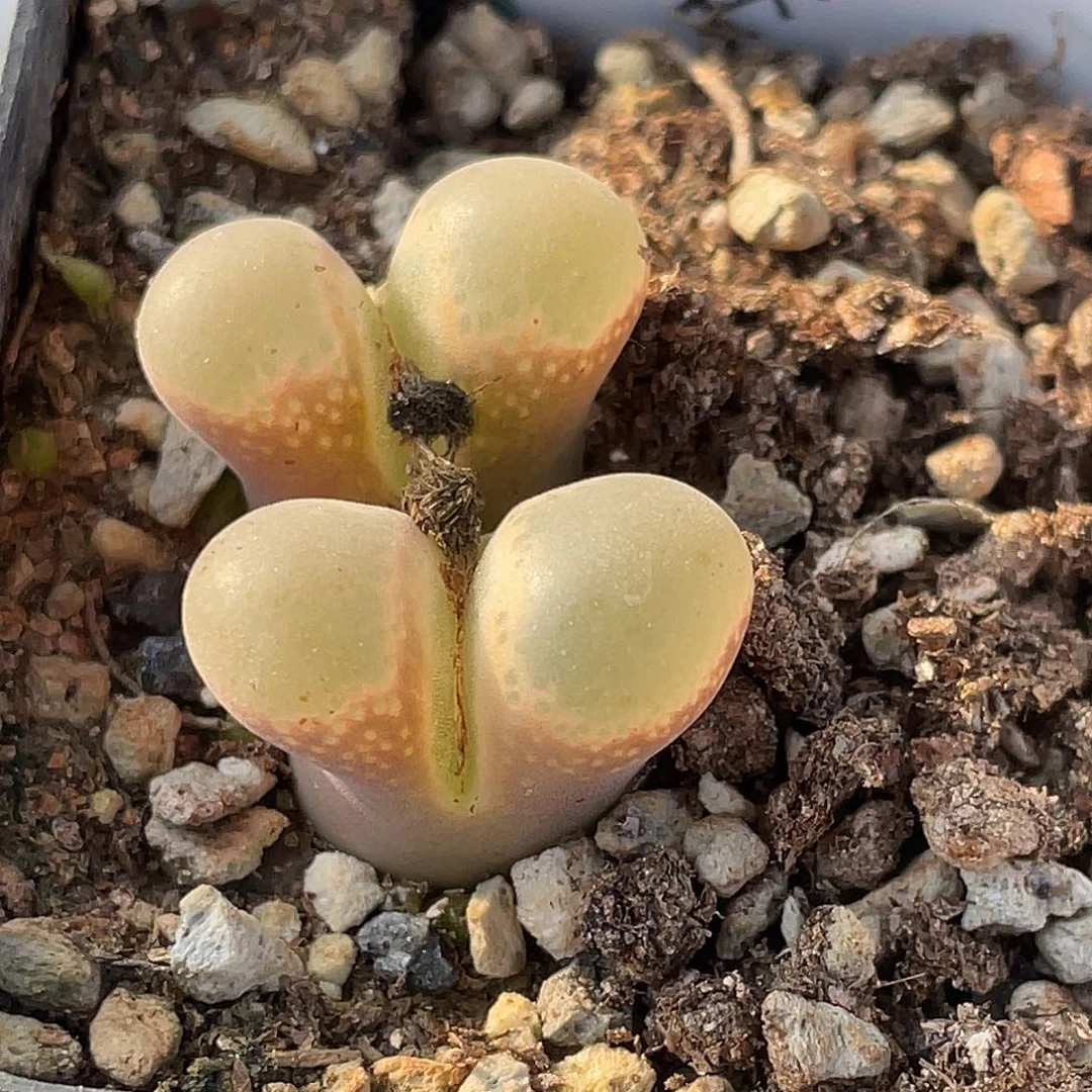 28-103风铃多肉植物