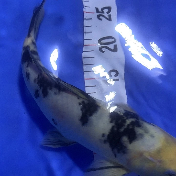 锦鲤直播间一物一拍