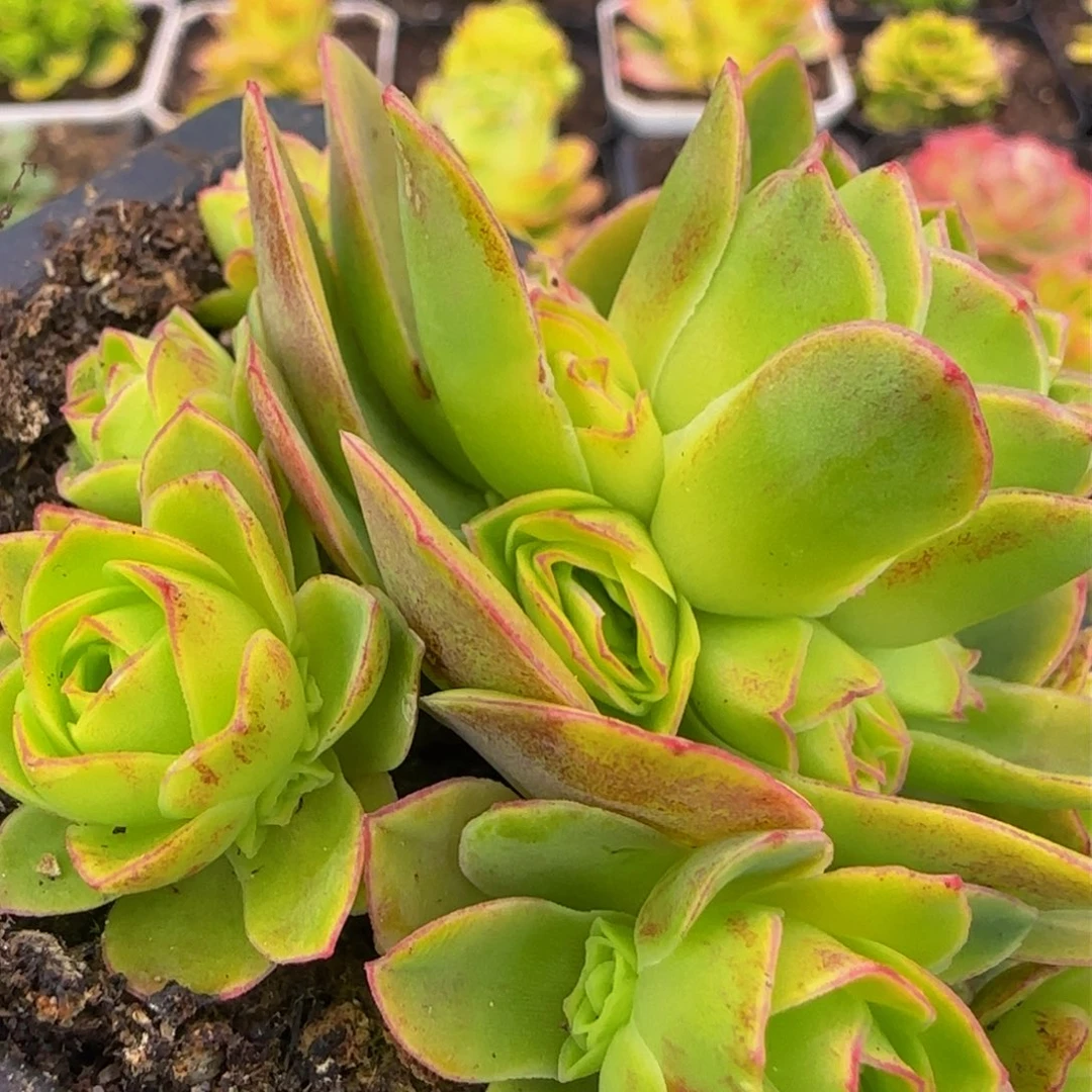 清秋侧芽132234343434434335