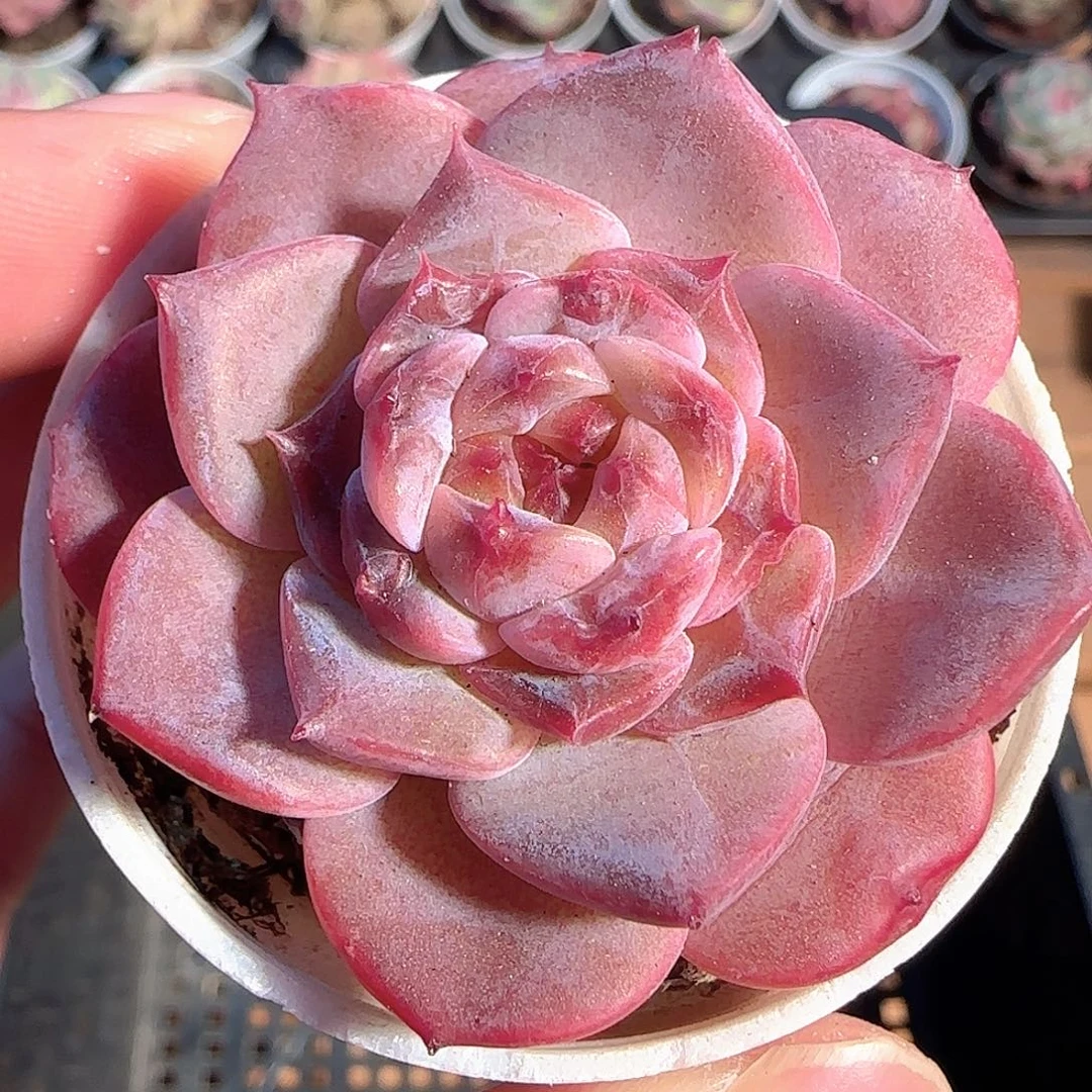 多肉1205-42车厘子冰魄