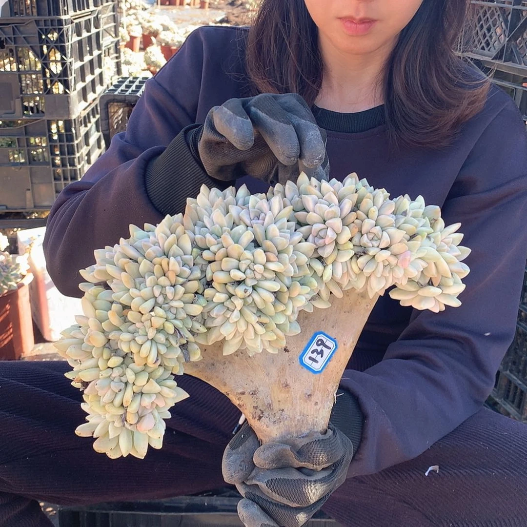 139 淡雪锦缀 一物一拍