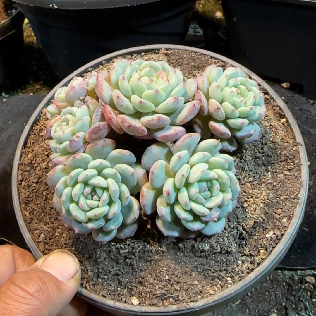 白胖子一物一拍包装收缩花旱