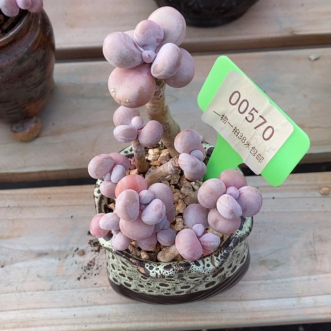 00570，DJ区域咯璐璐我