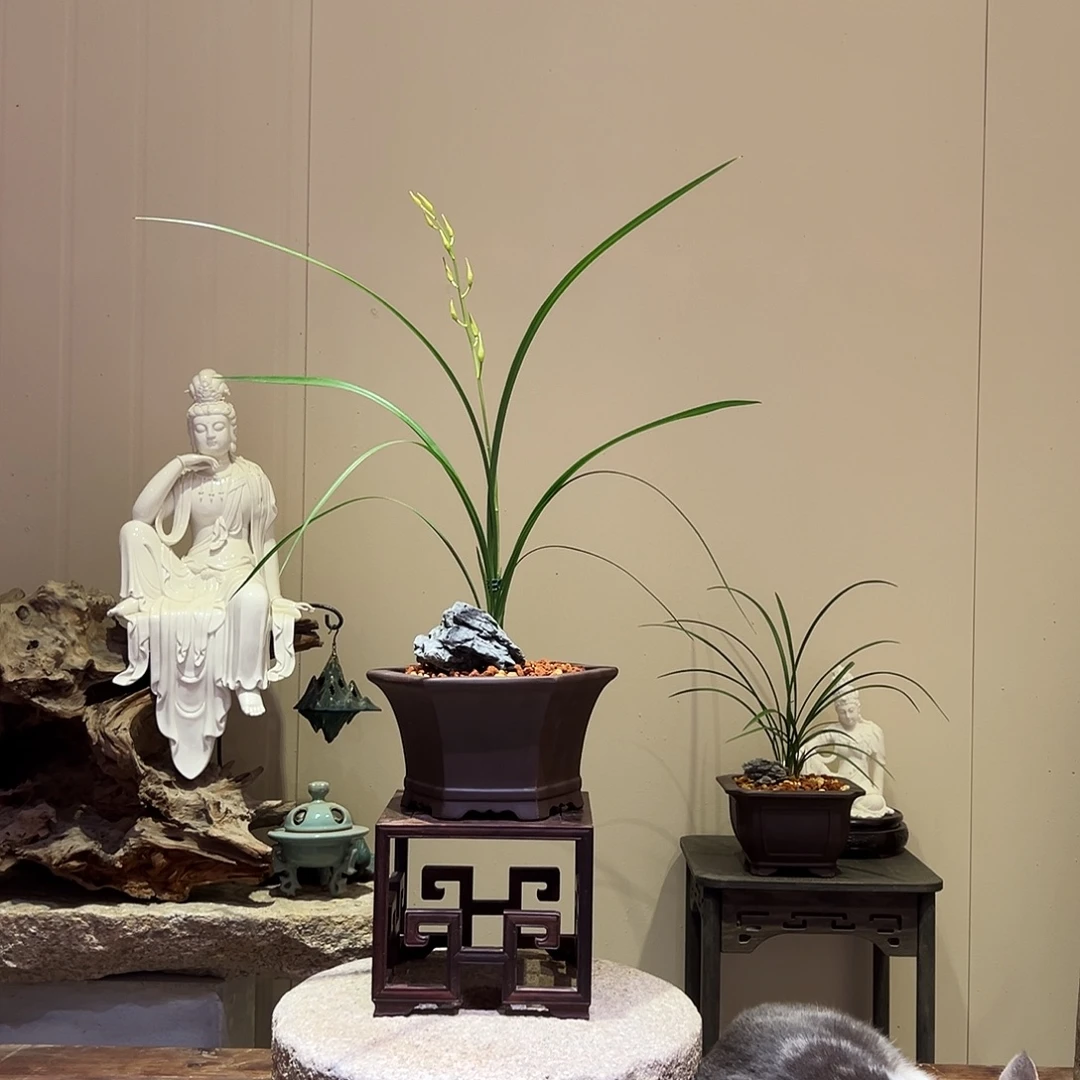 大部分花苞少量开放寒兰-丰雪