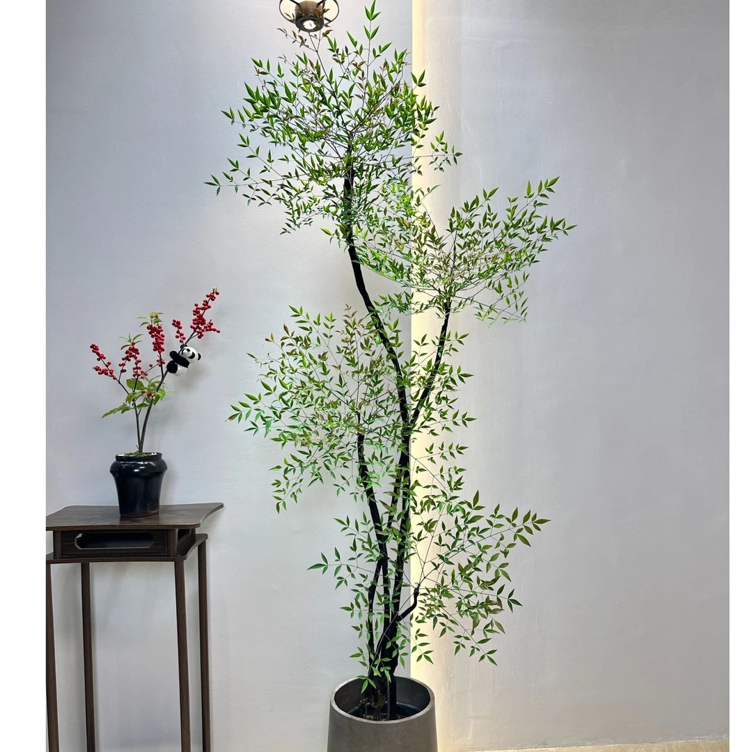 南天竹造型款禅意风大型植物真树室内绿植庭院造景南天竺老桩绿植