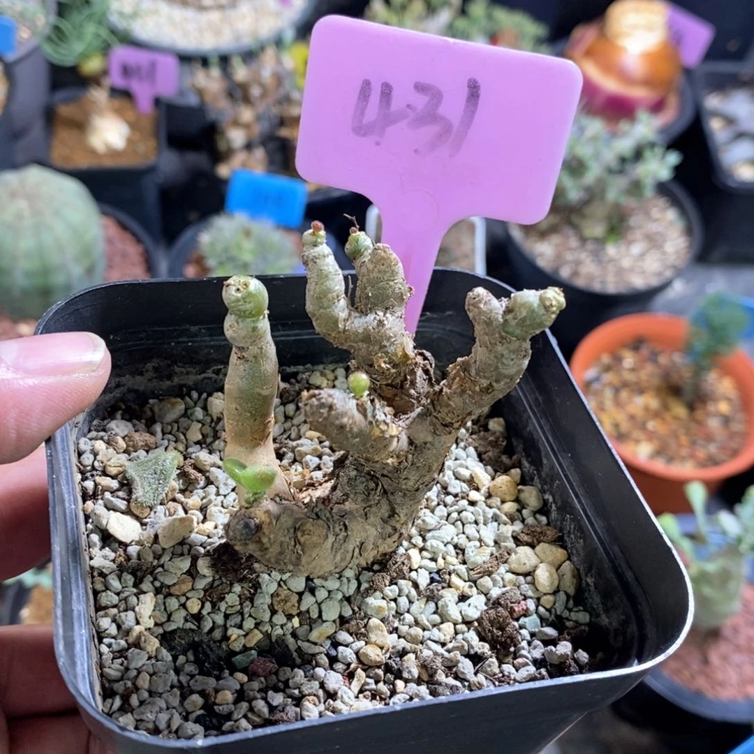 薛辉圣塔多肉植物