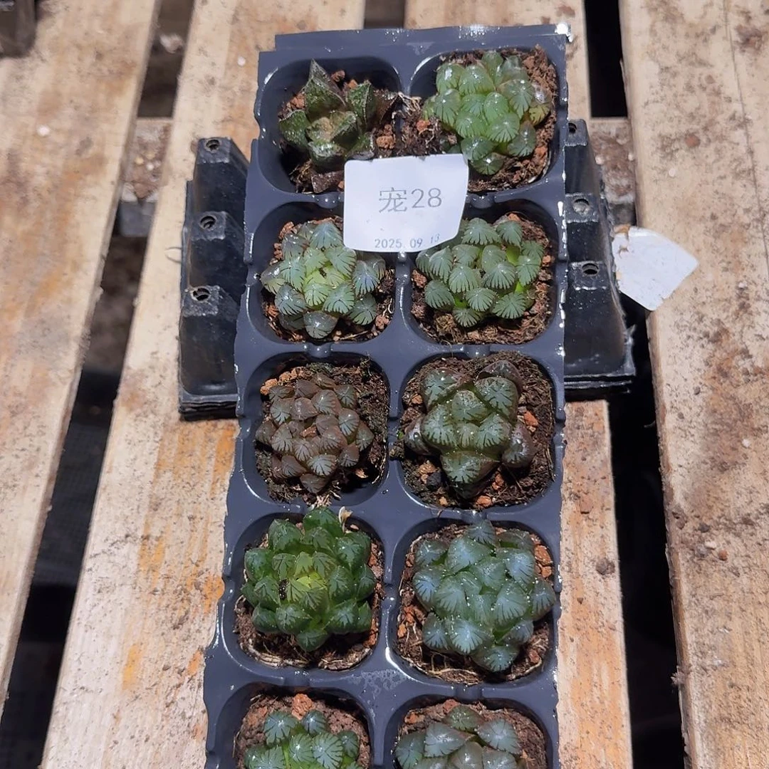 直播福利一物一拍28