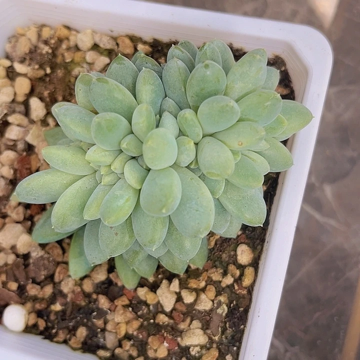 奶糖缀1154多肉植物