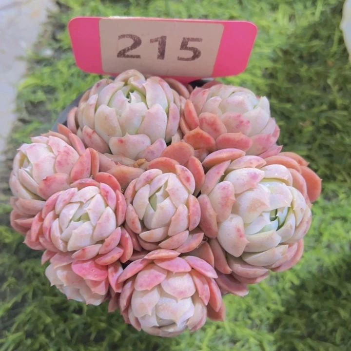 健健康康平平安安