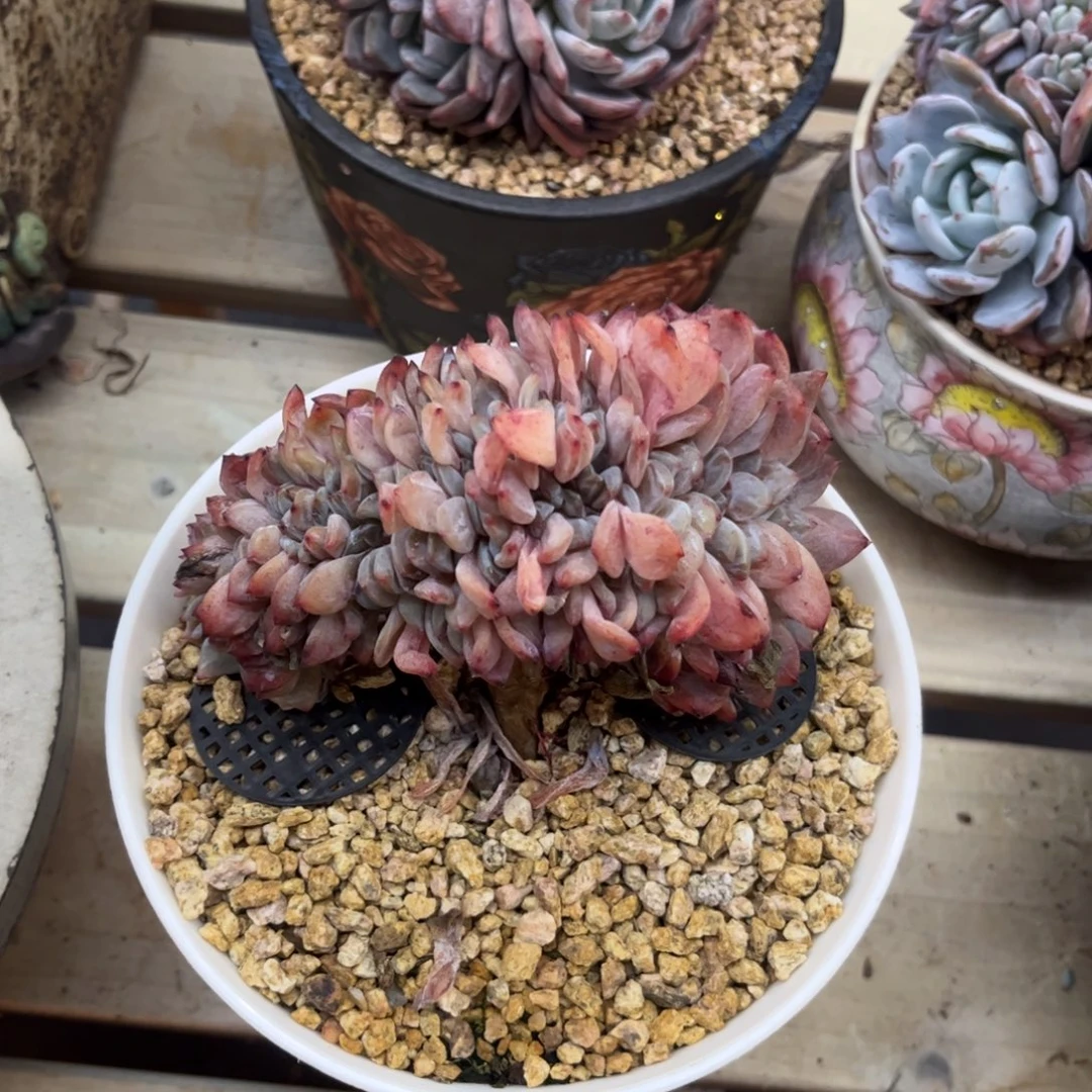 多肉植物多肉植物