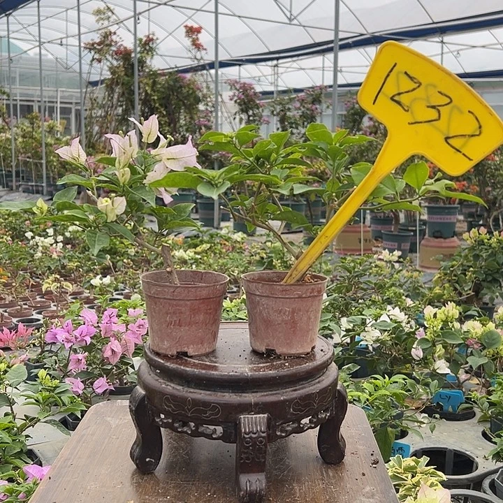 完全开放绿叶丽娜掌中宝 巴西紫掌中宝1232