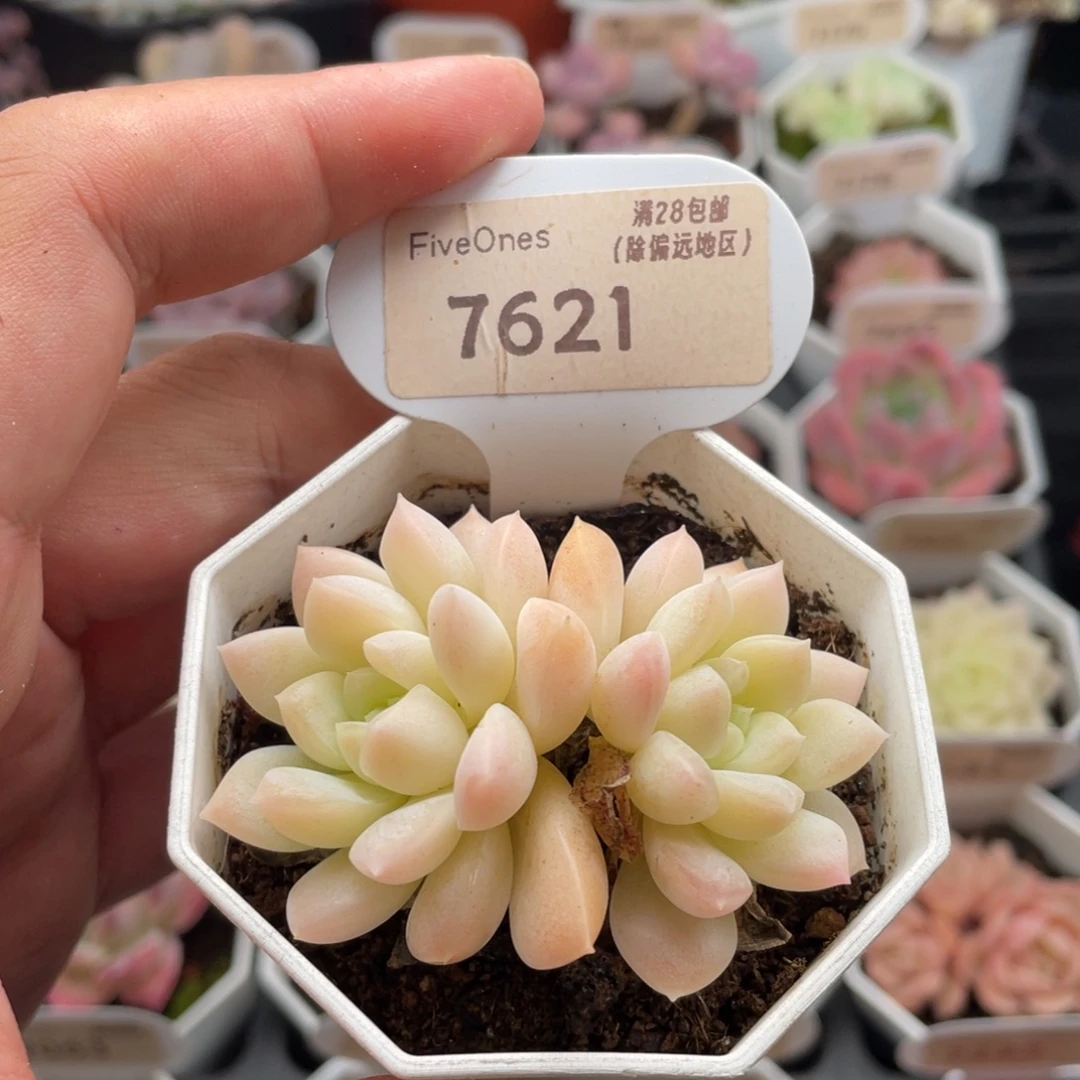 白雪7621-6.0厘米