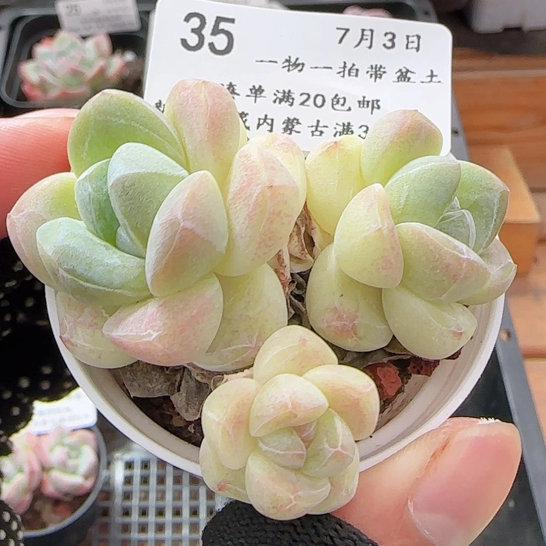 多肉0703-35奶油冰玉